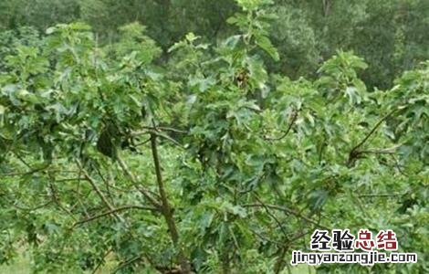 无花果不结果是什么原因 无花果不结果是什么原因造成