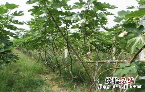 无花果不结果是什么原因 无花果不结果是什么原因造成