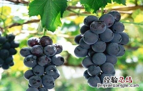 巨峰葡萄大小粒原因及解决方法 巨峰葡萄大小粒怎么处理