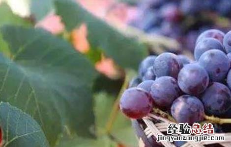 巨峰葡萄大小粒原因及解决方法 巨峰葡萄大小粒怎么处理