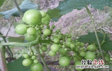 巨峰葡萄大小粒原因及解决方法 巨峰葡萄大小粒怎么处理
