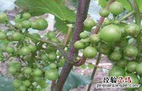 巨峰葡萄大小粒原因及解决方法 巨峰葡萄大小粒怎么处理