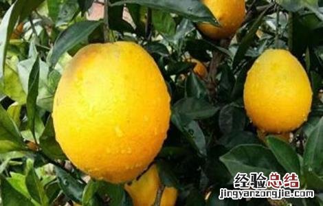 果树大小年现象防治措施 果树大小年产生的原因及防治措施