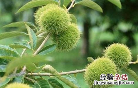 果树大小年现象防治措施 果树大小年产生的原因及防治措施