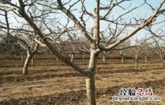果树大小年现象防治措施 果树大小年产生的原因及防治措施