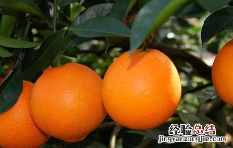 果树大小年现象原因 果树大小年现象原因有哪些