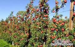 果树大小年现象原因 果树大小年现象原因有哪些