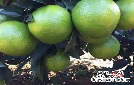 果树大小年现象原因 果树大小年现象原因有哪些