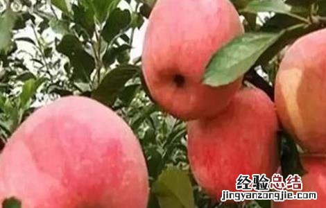 果树大小年现象原因 果树大小年现象原因有哪些