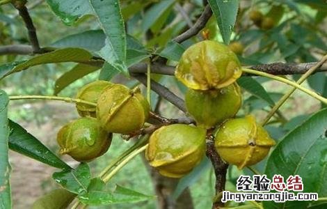 果树大小年现象原因 果树大小年现象原因有哪些