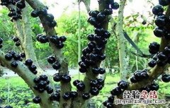 树葡萄种植技术与管理方法 树葡萄种植技术与管理