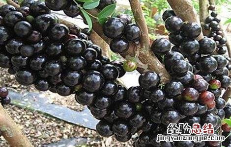 树葡萄种植技术与管理方法 树葡萄种植技术与管理