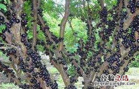 树葡萄种植技术与管理方法 树葡萄种植技术与管理