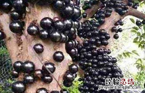 树葡萄种植技术与管理方法 树葡萄种植技术与管理