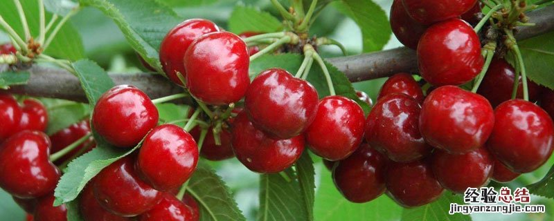 樱桃是冬天的还是夏天的 樱桃冬天有吗