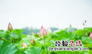 藕好种植吗需要管理吗 种藕好养吗