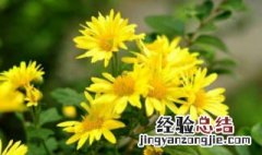 家里能养黄色菊花吗 家里能养黄色菊花吗吉利吗