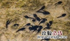 蝌蚪为什么养不大 蝌蚪为什么养不大肚子