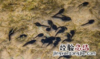 蝌蚪为什么养不大 蝌蚪为什么养不大肚子