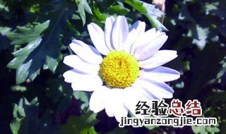 白晶菊能养几年吗 白晶菊能养几年
