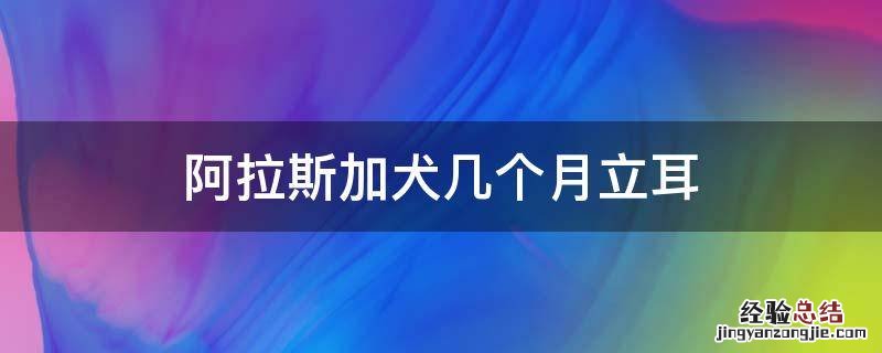 阿拉斯加犬多久立耳 阿拉斯加犬几个月立耳