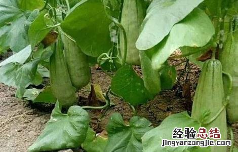 羊角蜜甜瓜田间管理 羊角蜜甜瓜的管理技术