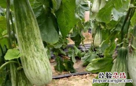 羊角蜜甜瓜田间管理 羊角蜜甜瓜的管理技术