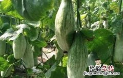 羊角蜜甜瓜田间管理 羊角蜜甜瓜的管理技术