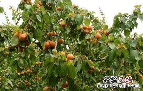 杏树落花落果原因及解决方法 杏树落花落果原因及解决方法