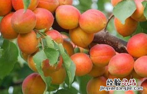 杏树落花落果原因及解决方法 杏树落花落果原因及解决方法