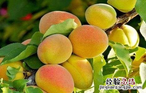 杏树落花落果原因及解决方法 杏树落花落果原因及解决方法