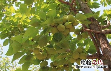 杏树落花落果原因及解决方法 杏树落花落果原因及解决方法
