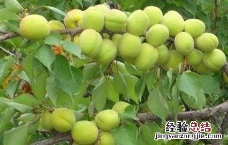 杏树落花落果原因及解决方法 杏树落花落果原因及解决方法