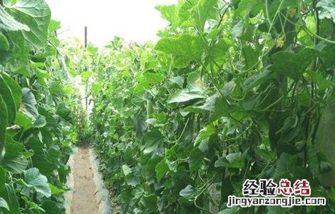 羊角蜜的栽培技术 羊角蜜的栽培技术视频
