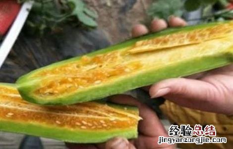 羊角蜜的栽培技术 羊角蜜的栽培技术视频