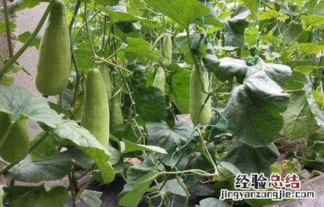 羊角蜜的栽培技术 羊角蜜的栽培技术视频