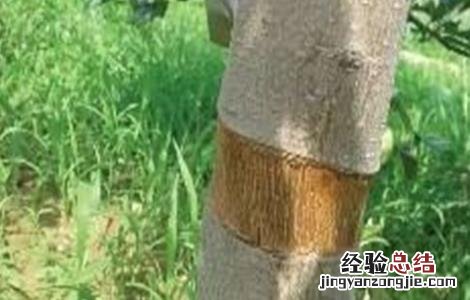 果树环割好还是环剥好 果树环剥注意事项