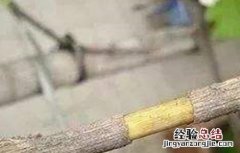 果树环割好还是环剥好 果树环剥注意事项