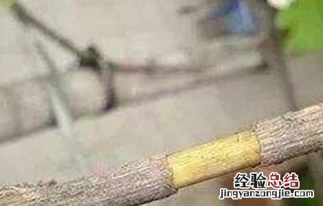 果树环割好还是环剥好 果树环剥注意事项