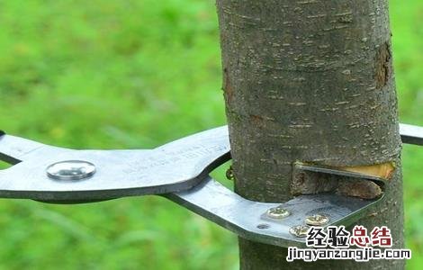 果树环割好还是环剥好 果树环剥注意事项