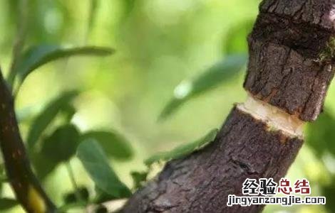 果树环割好还是环剥好 果树环剥注意事项