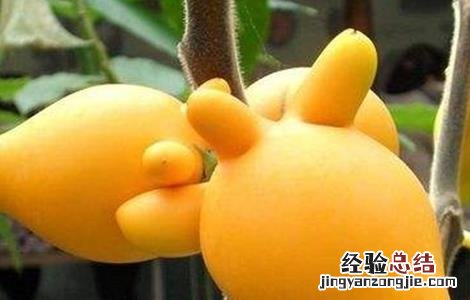黄金果的养殖方法 黄金果的繁殖方法