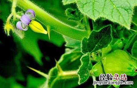 黄金果的养殖方法 黄金果的繁殖方法