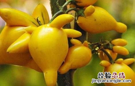 黄金果的养殖方法 黄金果的繁殖方法