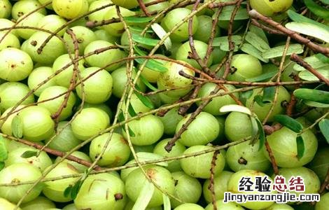 余甘果怎么种 余甘果盆栽