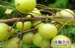 余甘果怎么种 余甘果盆栽