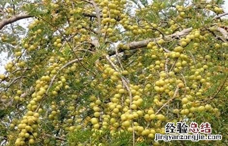 余甘果怎么种 余甘果盆栽