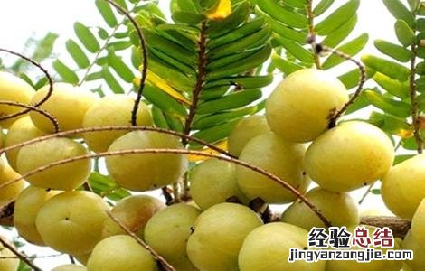 余甘果怎么种 余甘果盆栽