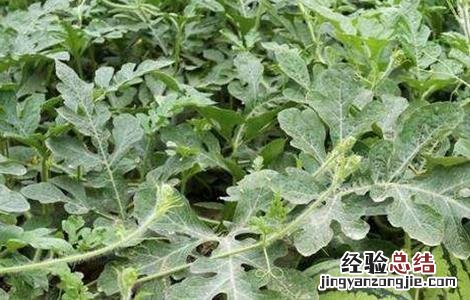 西瓜早衰原因及防治措施视频 西瓜早衰原因及防治措施