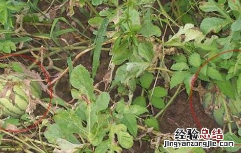 西瓜早衰原因及防治措施视频 西瓜早衰原因及防治措施
